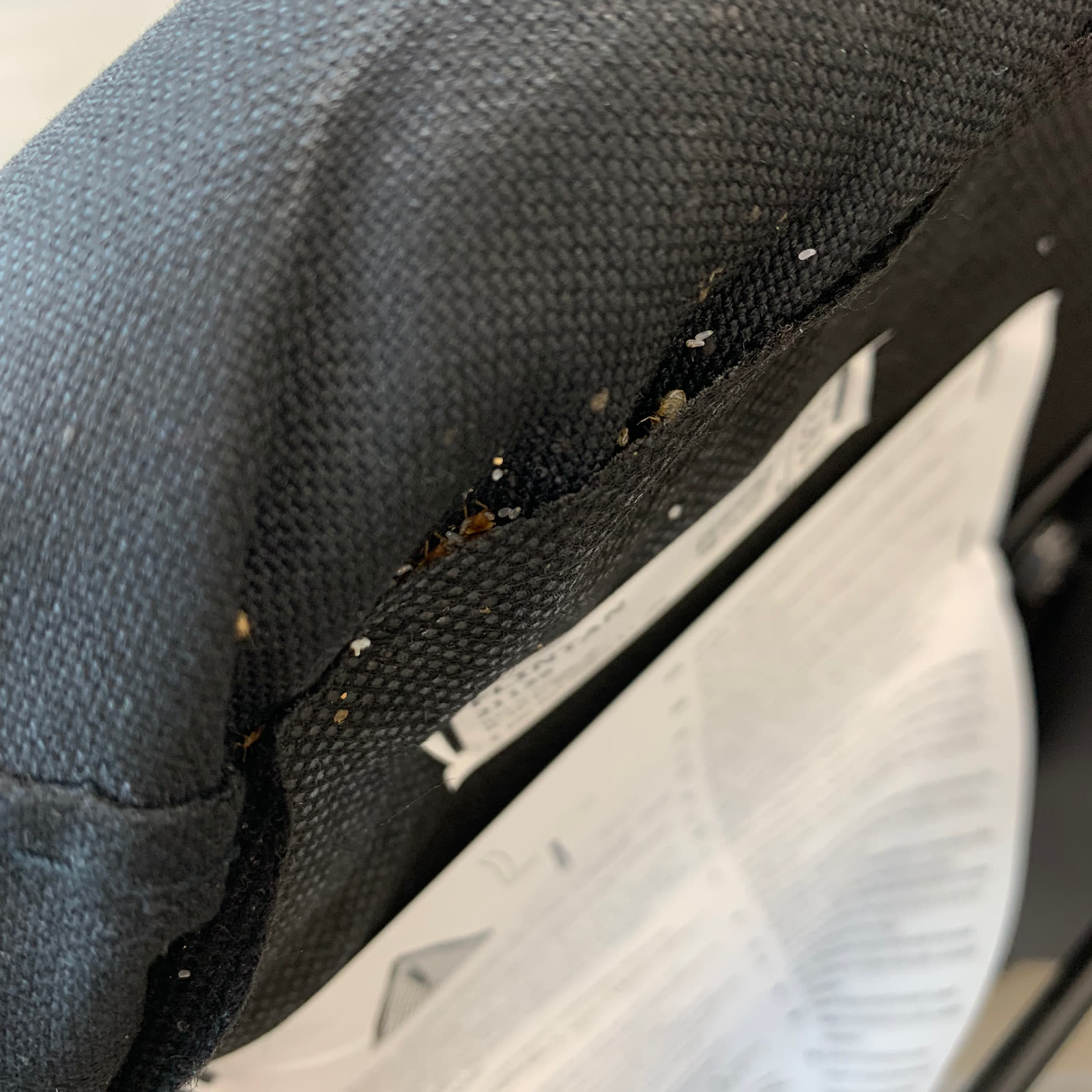 Insectes visibles sur le bord d’un fauteuil examiné